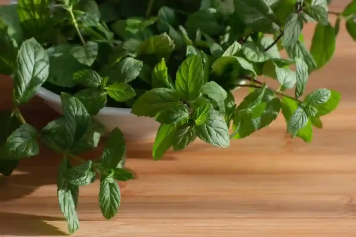 benefits of mint leaves for weight loss