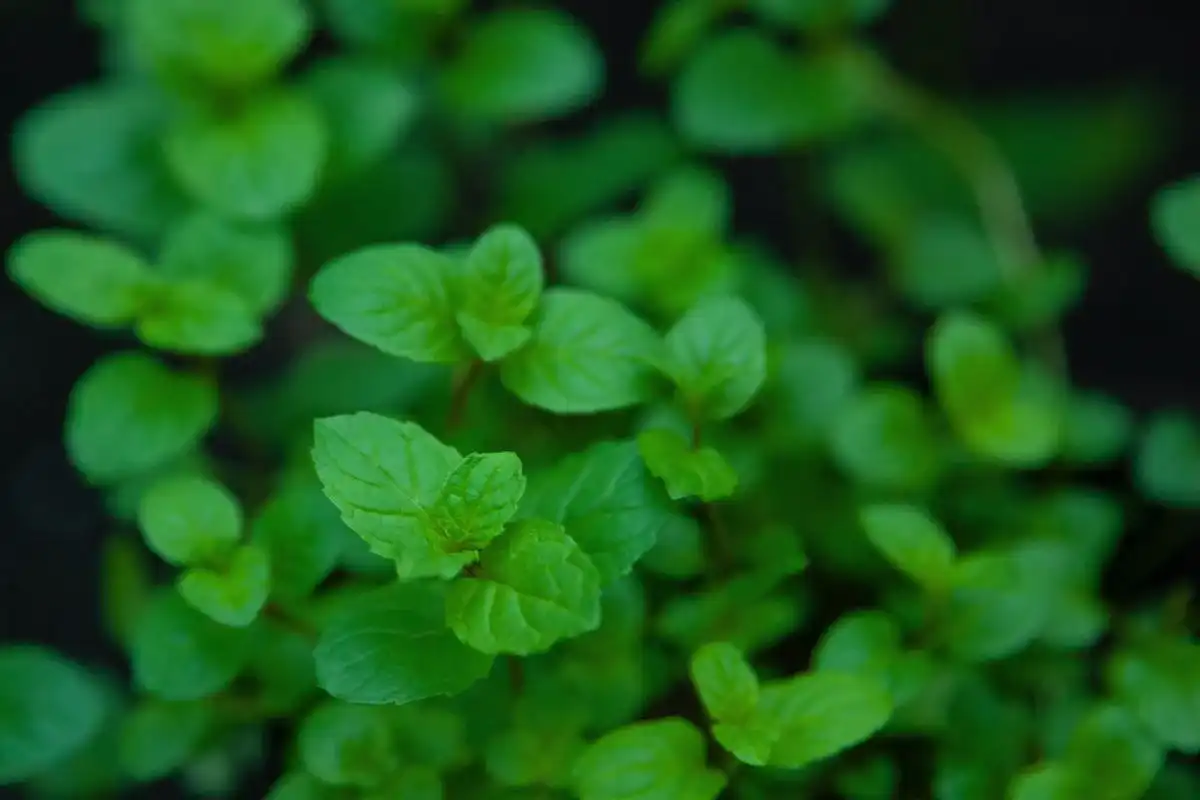 benefits of mint leaves for weight loss