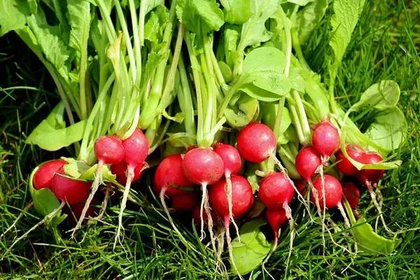 Are Radishes Good for Weight Loss