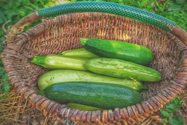 How To Eat Zucchini For Weight Loss?